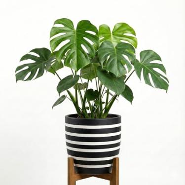 Imagem de Genérico, Jardineira Retangular, Uso Interno, GG, Preto, Resina Cimento, Vaso de Plantas, Retangular, Chão, Planter, 10x12x11 cm