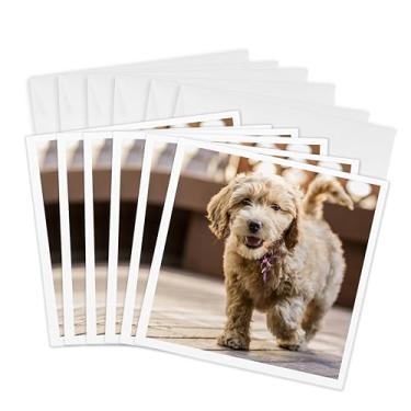 Imagem de 3dRose Cartões comemorativos – Filhote Goldendoodle feliz de oito semanas andando em um deck de madeira. – 15 x 15 cm, conjunto de 6 (gc_332719_1)