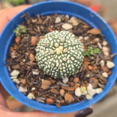 Imagem de Cacto Astrophytum Myriostigma Pote 9 - Generico