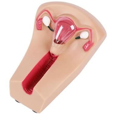Imagem de Modelo de treinamento de dispositivo intrauterino feminino, modelo de útero e ovário transparente de PVC, guia de treinamento, molde para inserção e remoção de dispositivo intrauterino,Flesh