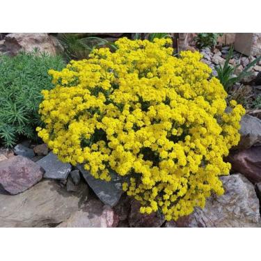 Imagem de 190 Sementes Flor Alyssum Corbeille D'or  - SEEDS