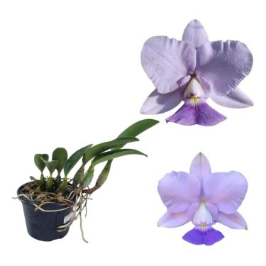 Imagem de Orquídea Cattleya Walkeriana Coerulea Rara Adulta Decoração