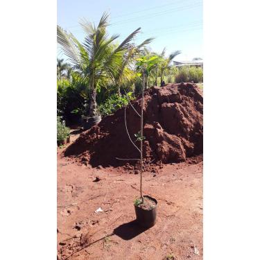 Imagem de Muda De Jabuticaba Sabará e Maça Gala