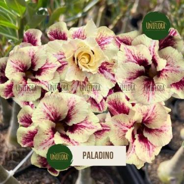 Imagem de Enxerto rosa do deserto flor dobrada em tons delicados paladino - UNIF