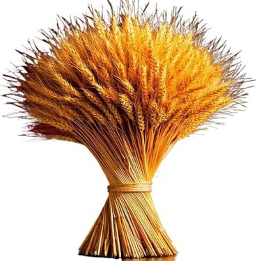 Imagem de 200 Hastes Trigo Seco Para Decoração Elegante Convites Casamento Arranjos Artesanato Maços Natal(100 HASTES DE TRIGO)