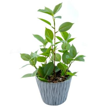 Imagem de EZBOHO Plantas falsas 33 cm, plantas artificiais perenes, naturais, plantas artificiais de toque real, vasos de plantas para quarto, sala de estar, cozinha, mesa, casa de fazenda, realista, decoração