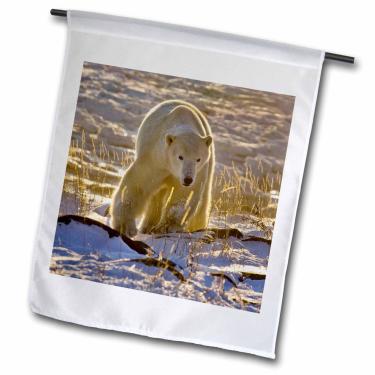Imagem de 3dRose fl_70244_1 Canada, Manitoba, Hudson Bay, Churchill, Polar Bear-CN03 BJA0005-Janyes Gallery Bandeira de jardim, 30 por 45 cm