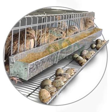 Imagem de Gaiola Viveiro Codorna Japonesa Poedeira Ovo 15 Aves Postura - DDN AGR