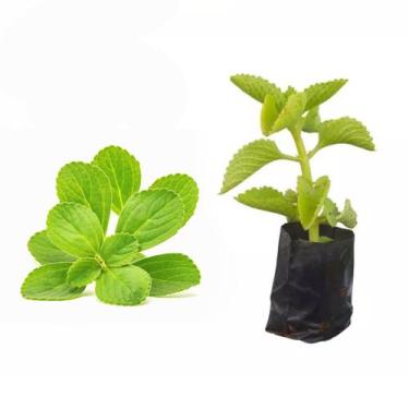 Imagem de Muda de Boldo 20 a 40cm AMK - Plantas Online - Genérico