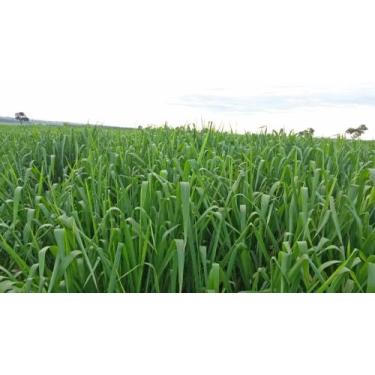 Imagem de Sementes De Capim Zuri 20 kg - agro semente 