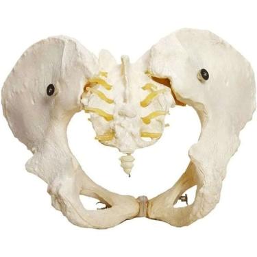 Imagem de Esqueleto Pelvico Feminino Modelo Anatômico Pelve Realistico