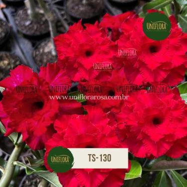 Imagem de Planta Rosa do Deserto TS-130 GRANDE E TRIPLA - UNIFLORA