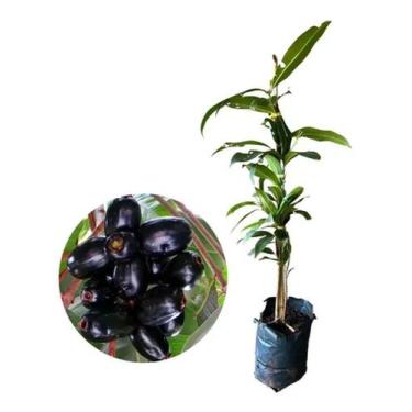 Imagem de Muda de Jambolão Altura de 0,40 cm a 0,80 cm - AMK - Jardinagem e Pais