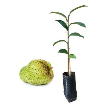 Imagem de Muda De Graviola Para Produzir - AMK - Jardinagem e Paisagismo