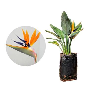 Imagem de Muda de Estrelicia 20 a 40cm AMK - Plantas Online - AMK Jardinagem e P