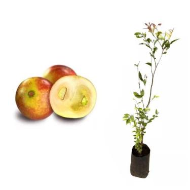 Imagem de Muda de Camu Camu 20 a 40cm AMK - Plantas Online - AMK Jardinagem e Pa