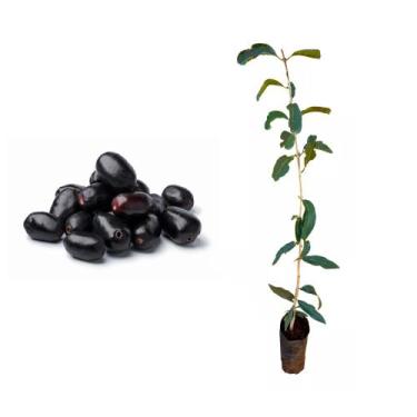 Imagem de Muda de Jamelão 20 a 40cm AMK - Plantas Online - AMK Jardinagem e Pais