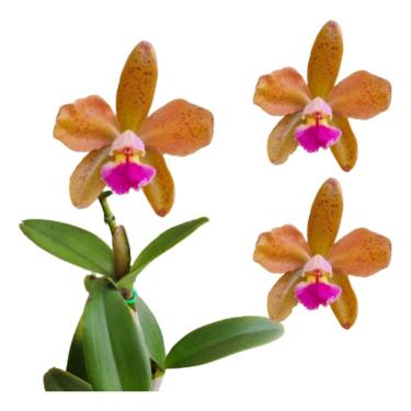 Imagem de Orquidea Cattleya Pão De Açucar X Cattleya Schofieldiana