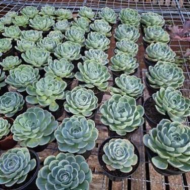 Imagem de Muda de GLAUCA Enraizada - Ideal para Jardins - Garden Viveiro Espaço 