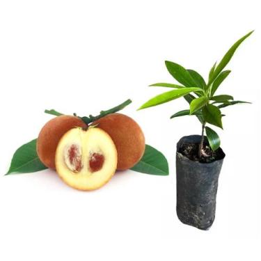 Imagem de Muda de Mabolo 20 a 40cm AMK - Plantas Online - AMK Jardinagem e Paisa