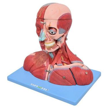 Imagem de Cabeça,Pescoço Com Parte Do Tronco Musculado E Cérebro