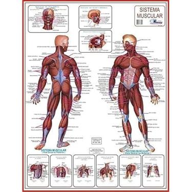 Imagem de MAPA DE ANATOMIA HUMANA - SISTEMA MUSCULAR