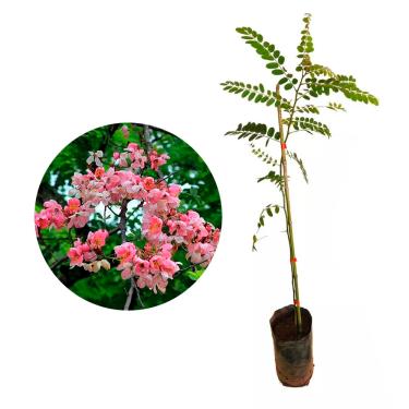 Imagem de AMK Jardinagem e Paisagismo, Muda de Acácia Javanesa 20 a 40cm AMK - Plantas Online