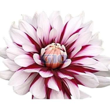 Imagem de 50 Sementes De Dahlia Unwins Dobrada Sortida - SEEDS