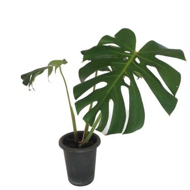 Imagem de Muda Costela De Adão Monstera Deliciosa Planta Tam P Folhagem Exotica Decoração Sala Jardim Casa