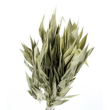 Imagem de Capim Navalha Folha André Quice Natural - Tem Flores