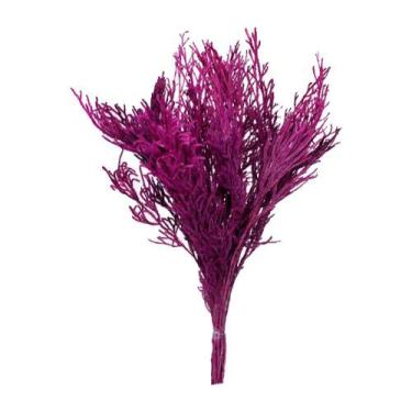 Imagem de Pé de Sapo Pink Desidratado p/ Decoração - Pense Flores