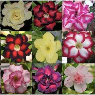 Imagem de Lindas Mudas De Rosa Do Deserto Dobrada Sortidas, Sortidas