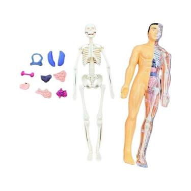 Imagem de Brinquedo Educacional De Ciência Para Crianças: Modelo De Torso Humano