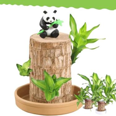 Imagem de Madeira brasileira, planta de madeira brasileira, mini planta de madeira brasileira, planta de madeira da sorte, madeira da sorte brasileira purifica o ar interno, planta de madeira brasileira para