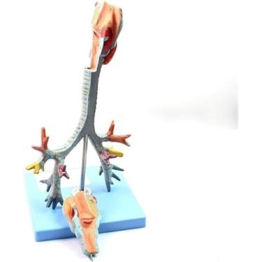Imagem de Laringe e traqueia, modelo de árvore brônquica, modelo de sistema respiratório, modelo de ensino médico, auxiliares de ensino