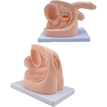Imagem de Modelo de Educação de Exercícios de Cateterismo Feminino Masculino, Conjunto de Ensino de Anatomia de Cateter Masculino e Feminino, Modelo de Cateterismo Modelo de Anatomia Genital Interna e Externa e
