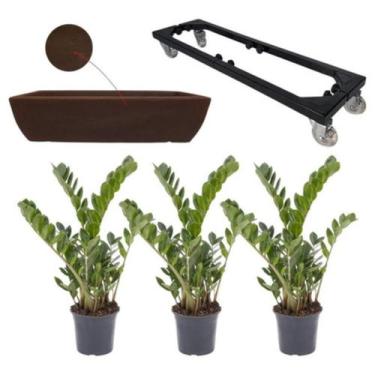 Imagem de Kit 3 Mudas De Zamioculca Com Jardineira 60x20 E Suporte Com Rodas - A