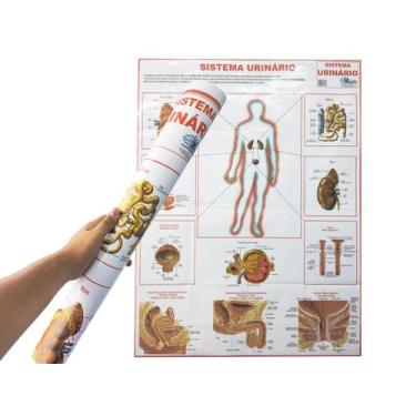 Imagem de Mapa Sistema Urinário 90x120CM  Banner Anatomia do Corpo Humano Para E