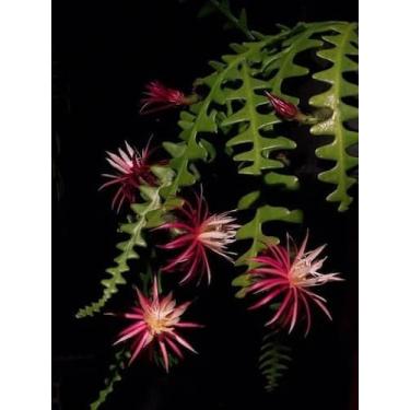 Imagem de Cacto Samambaia/Sianinha - Selenicereus anthonyanus - Planta Suculenta