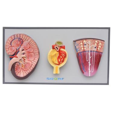 Imagem de Rim, Néfrons E Glomérulos Em Prancha Modelo Anatomia