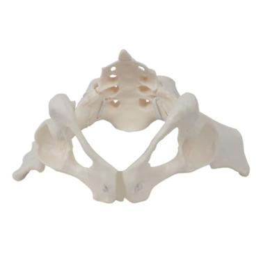 Imagem de Esquirla Modelo de pelve feminina modelo de quadril modelo de pelve feminina esqueleto modelo médico, para exibição ginecologia educação científica