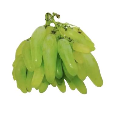 Imagem de Muda de Uva Bananinha Enxertada - Rápida Produção - Produz em Vasos