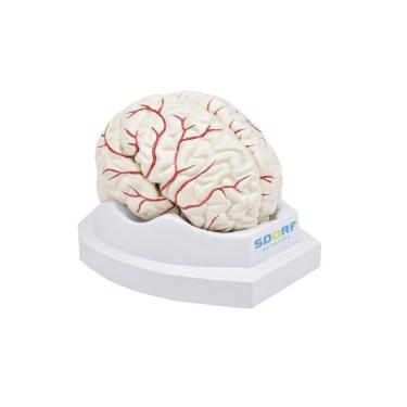 Imagem de Cérebro em Tamanho Natural 8 Partes com Artérias
