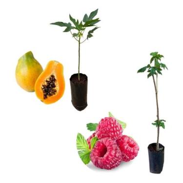 Imagem de Kit 2 Mudas - 1 Framboesa Vermelha + 1 Mamão Papaia - AMK - Jardinagem