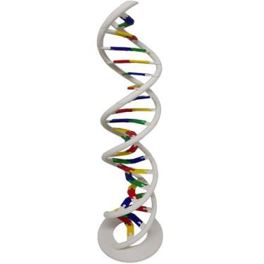 Imagem de Anatomia Dupla Hélice Dna Humano Modelo Anatômico Biologia 3D - Pupa 3