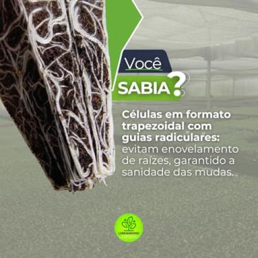 Imagem de Kit com 50 Bandejas Sementeiras 128 células Mudas