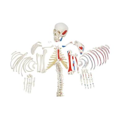 Imagem de Esqueleto Humano Desarticulado C/ Origens