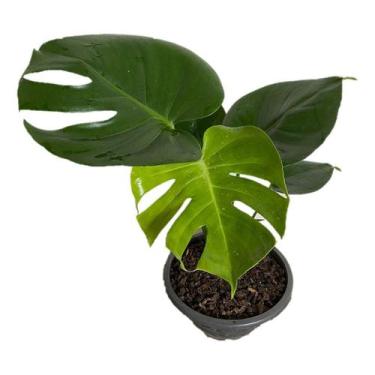 Imagem de Muda De Costela De Adão - Monstera Deliciosa Planta Natural Envio Imed