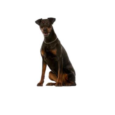 Imagem de Tapete Canino Lavável Pet Em Oferta 10Un G 90X100Cm - Shelby Moda Pet