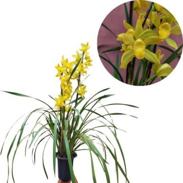 Imagem de Orquidea Cymbidium Amarelo Adulta Planta Natural - Orquiflora